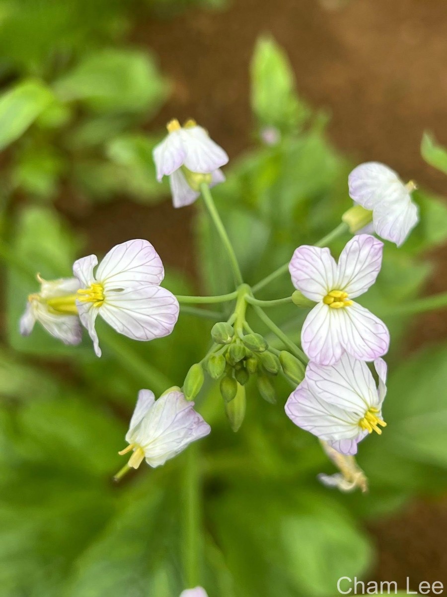 Raphanus raphanistrum L.